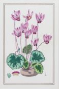 Royal Worcester Cyclamen Porcelain Plaque Set in Gilt Frame
