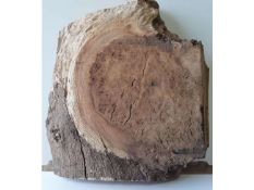 1 x Hardwood Air Dried Timber Sawn English Oak Burr Slab