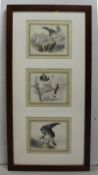 Natural History Hand Coloured Engravings Signed.