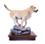 Albany Limited Edition Labrador