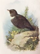 Vintage Framed Wild Bird Print