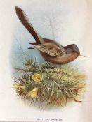 Vintage Wild Bird Print Mounted and Framed