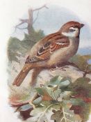 Excellent Vintage Wild Bird Framed Print