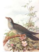 Vintage Framed Wild Bird Print