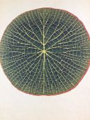 Vintage Framed Botanical Print