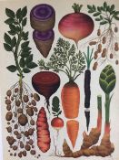 vintage Botanical Framed Print