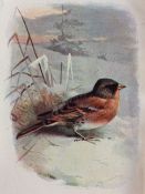 Vintage Wild Bird Print Mounted and Framed