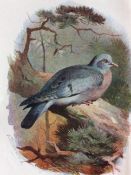 Vintage Framed Stunning Wild Bird Print