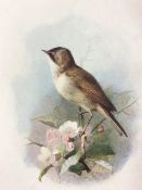 Vintage Framed Wild Bird Print