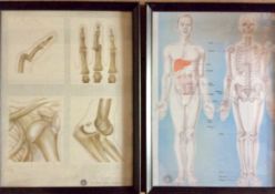 Two Vintage Framed Human Antony Prints