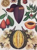 Vintage Botanical Framed Print