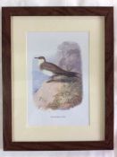 Vintage Framed Wild Bird Print