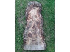 1 x Hardwood Timber Air Dried Sawn English Burr Oak Slab