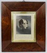 Antique Georgian Gamboy Hound Hand Coloured Engraving