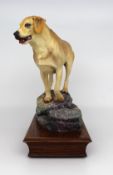 Albany Limited Edition Labrador