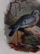 Vintage Framed Stunning Wild Bird Print