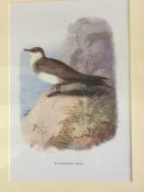 Vintage Framed Wild Bird Print