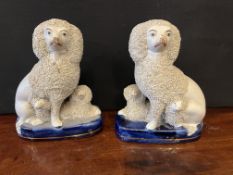 Pair of Staffordshire Poodles with Their Puppy's