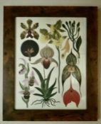 Vintage Framed Botanical Print