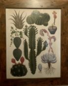 Vintage Botanical Print Set Within Mahogany Frame