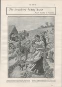 Strawberry Picking Season Garden of England 1901 Antique.