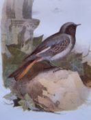Early Birds Of The Wild Pearly Birds Of The Wild Prints Set In A Glazed Wooden Frame