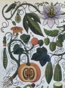 Beautiful Botanical English Prints Set In A Glazed Wooden Frame
