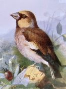 Early Birds Of The Wild Prints Set In A Glazed Wooden Frame