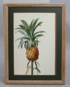 Bromelia Ananas