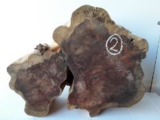 Hardwood Timber Sawn English Yew Log Slice / Crosscut