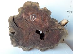 Hardwood Timber Sawn English Yew Log Slice / Crosscut
