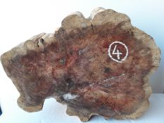 Hardwood Timber Sawn English Yew Log Slice / Crosscut