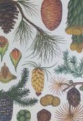 Excellent Botanical Framed Prints Set Of Three