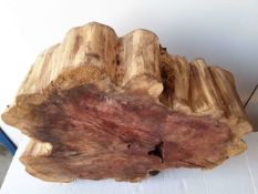 Hardwood Timber Sawn English Yew Log Slice / Crosscut.