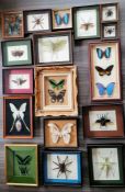 Lepidopterology: an assortment of seventeen cased and mounted insects, all in good condition, see ex