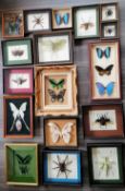 Lepidopterology