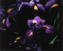 Marie Jo Lafontaine (1950 Antwerpen - lebt in Antwerpen)*