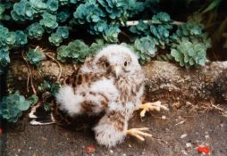 Cosima von Bonin (1962 Mombasa - lebt in Köln)