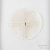 Tue Greenfort (1973 Holbæk – lebt in Horbelev)