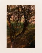 William Eggleston (1939 in Memphis – lebt in Memphis)