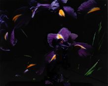 Marie Jo Lafontaine (1950 Antwerpen – lebt in Antwerpen)