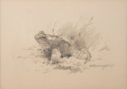 *Gordon Beningfield (British, 1936-1998) Frog pencil on cream paper 19 x 27cm.