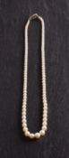 A graduated, cultured pearl necklace, the cultured pearls of a creamy hue with pinkish overtones,