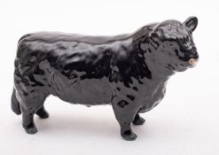 A Beswick Galloway bull.