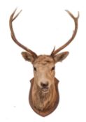A taxidermy nine point stags head on shield plinth, circa 188, unsigned, 64cm wide.