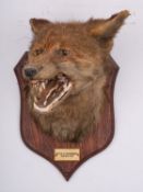 A taxidermy fox mask by P Spicer & Sons, Leamington, inset glass eyes with open mouth,