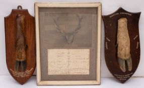 Two taxidermy deer slots on shield plinths, one for Quantock Staghounds dated '22/10/31' 34cm long ,