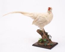 A Taxidermy white pheasant, uncased and naturally set on a stump.