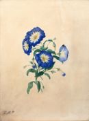 Clara Maria Pope (British, circa 1767-1838) A botanical study of morning glories,