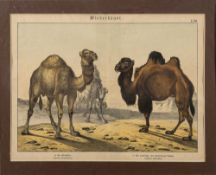 After Gotthilf Heinrich von Schubert (German,